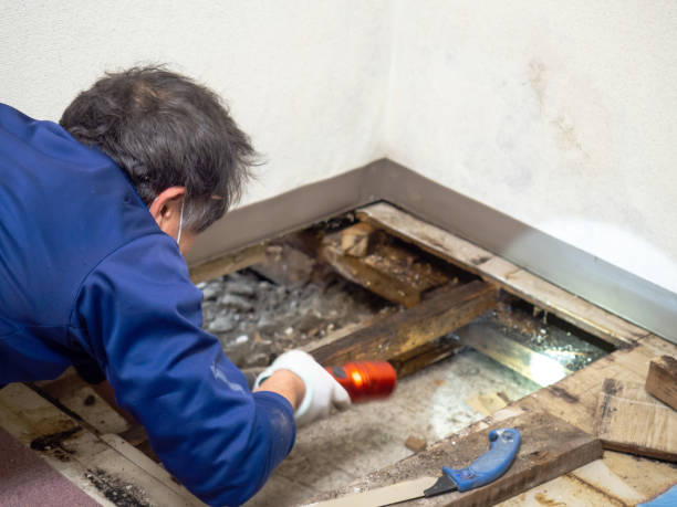 Best Toxic Mold Removal  in Stillwater, MN