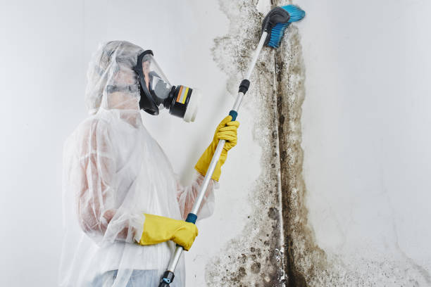 Home Mold Removal in Stillwater, MN